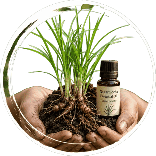 Aceite Esencial De Cyperus Scariosus